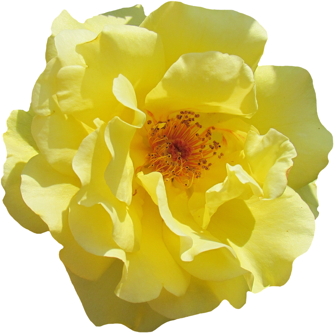 Rose, Blossom, Bloom, Yellow, Flowers, Garden Roses - Paco Rabanne Lady Million Lucky (714x720), Png Download