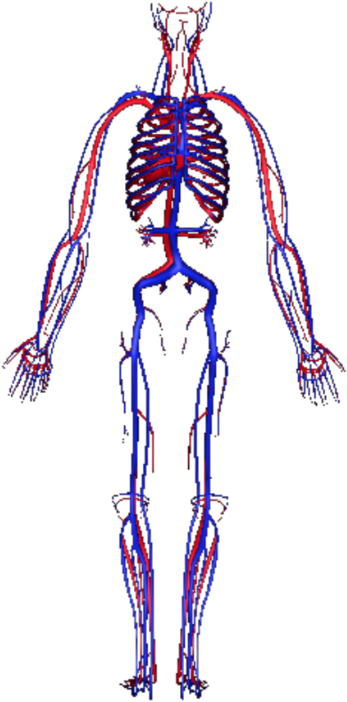 Human Circulatory System - Circulatory System Transparent (420x787), Png Download