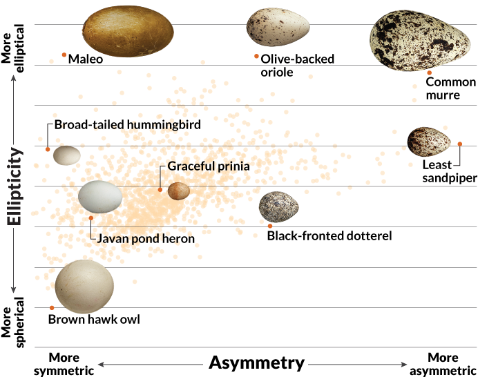 Researchers Examined The Eggs Of 1,400 Bird Species - Invertebrate (730x554), Png Download