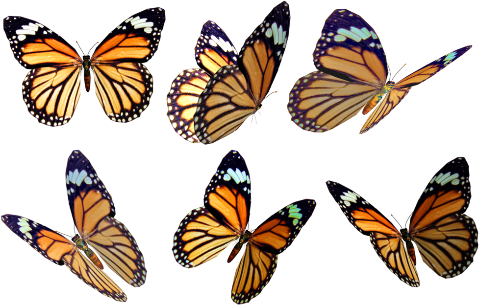 Butterflies 4 Png Stock By Roys-art - Free Butterfly Overlay Png (1024x660), Png Download