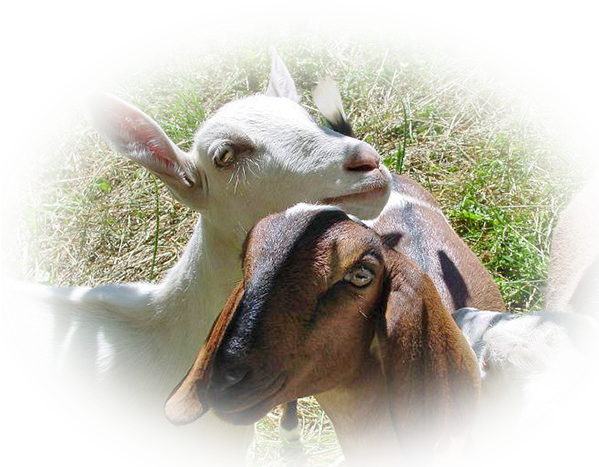 Every Batch Of Our Soap Begins With Fresh, Creamy Milk - Sheep (598x473), Png Download