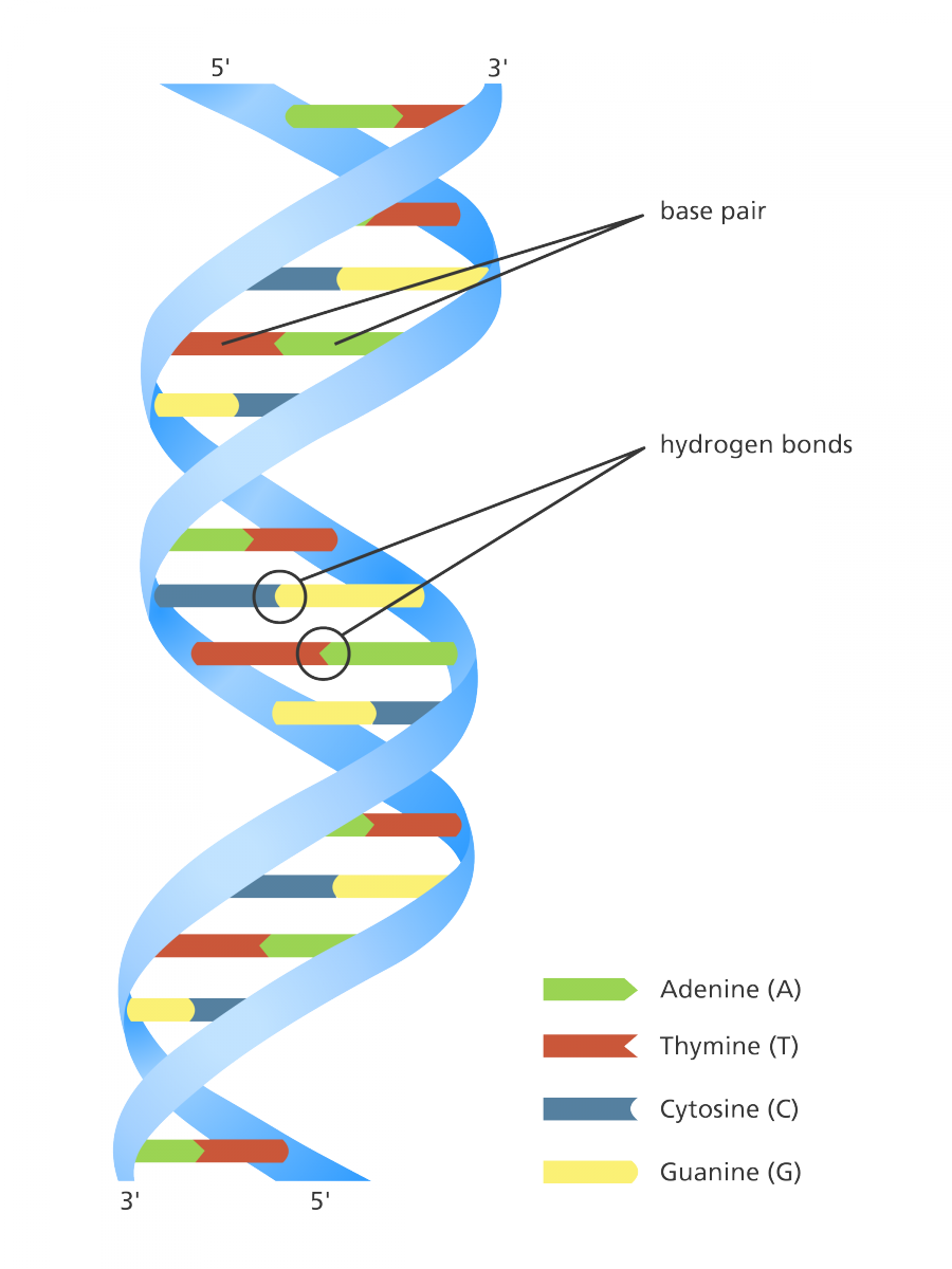 Illustration Showing The Double Helix Structure Of - Colour Dna Double Helix (900x1200), Png Download