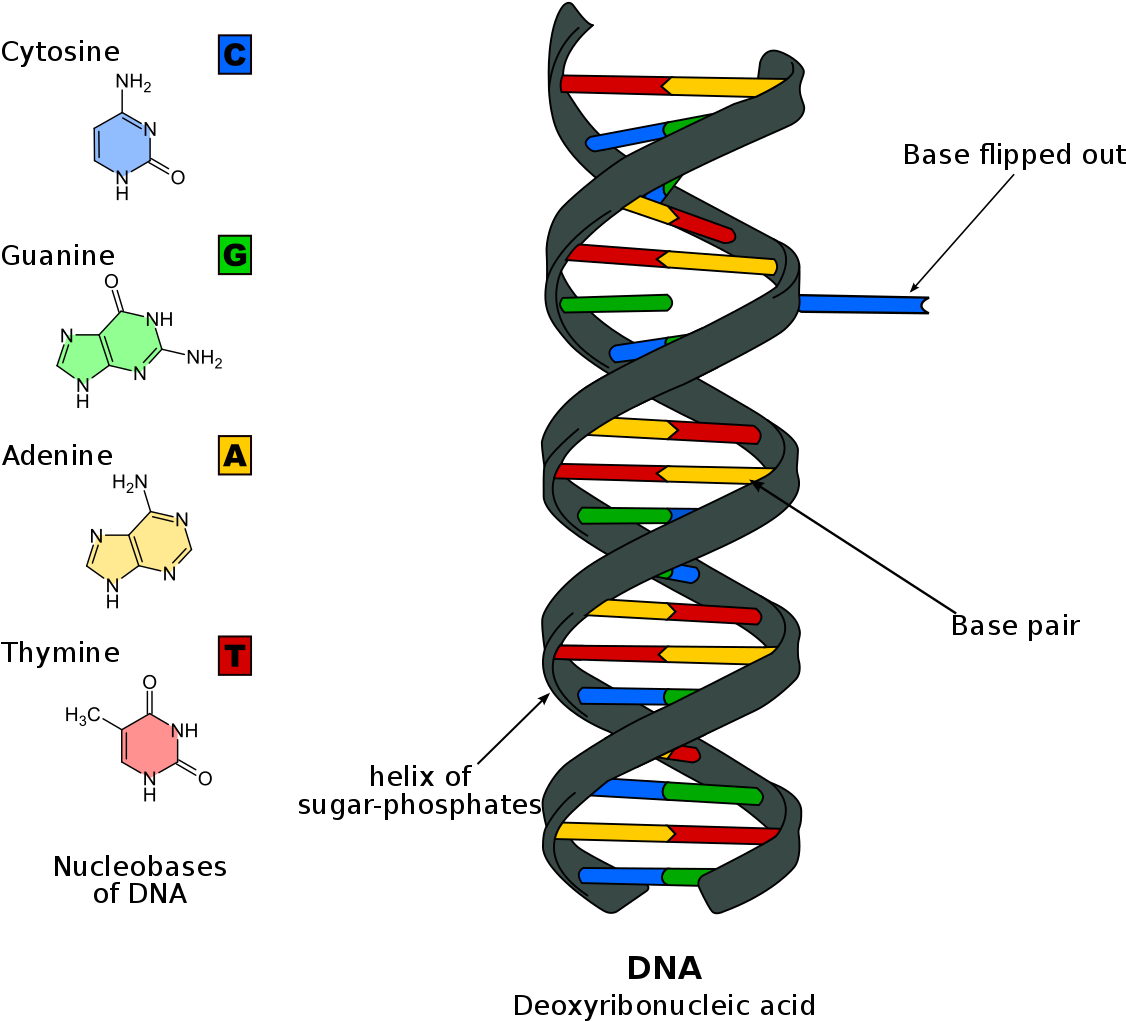 Dna And Rna (1200x1053), Png Download