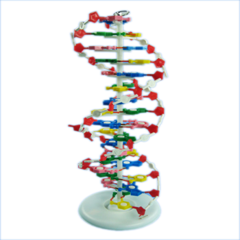 High Quality Teaching Aids Human Dna Double Helix Model - Dna (350x350), Png Download