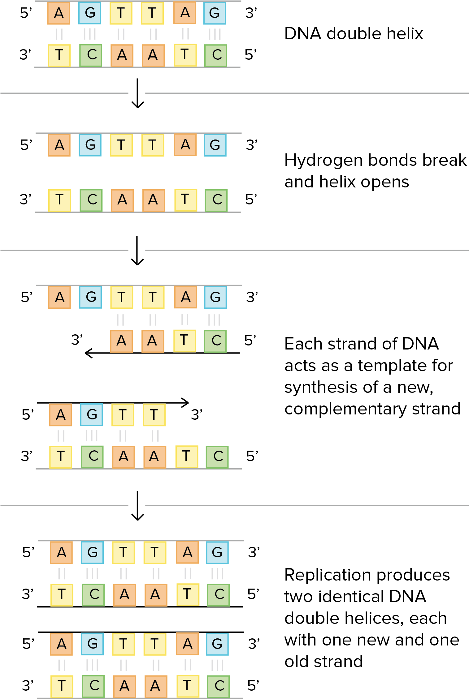 Schematic Of Watson And Crick's Basic Model Of Dna - Dna (1596x2414), Png Download
