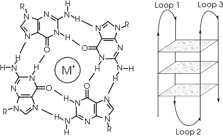 A G Tetrad - G Quadruplex Png (500x300), Png Download