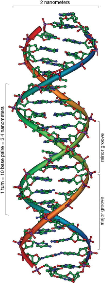 Science Of Human Origins (442x1112), Png Download