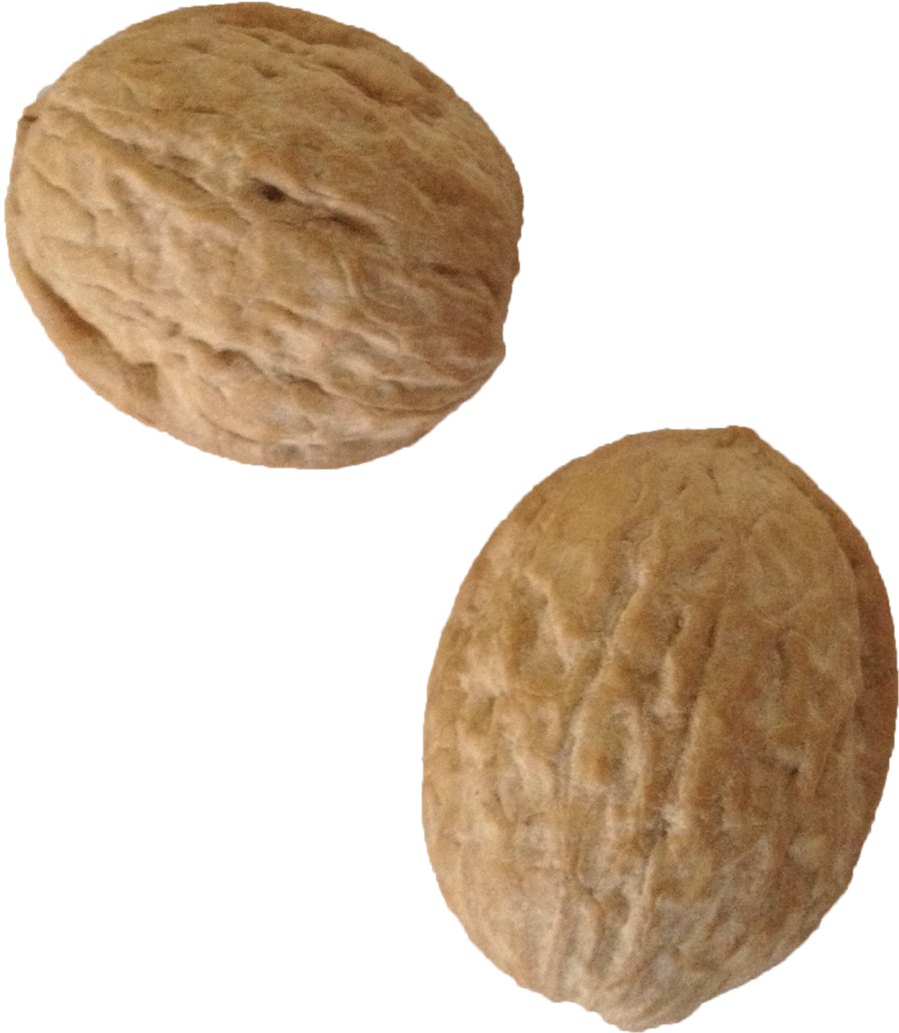 Walnutshellssplit (1000x1149), Png Download