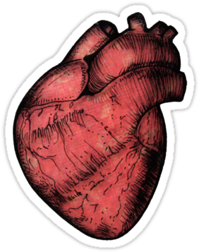 Red Sticker By Squidy - Anatomic Heart Tumblr Png (375x360), Png Download