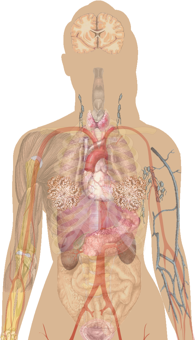 Anatomical Heart Fitness Tops - Thyroid Bruising (675x1105), Png Download