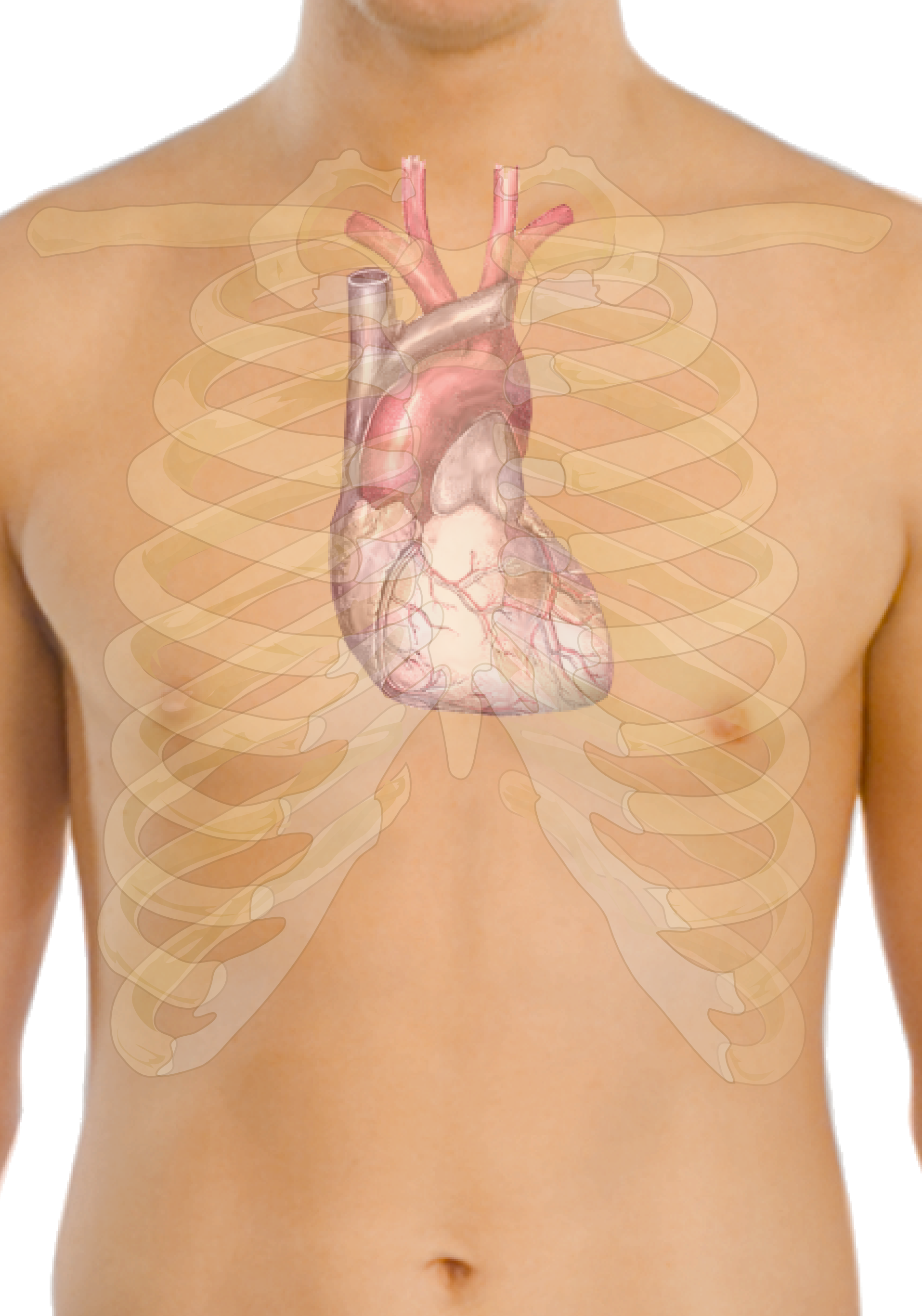 Surface Anatomy Of The Heart - Ecg For Beginners [book] (1915x2733), Png Download