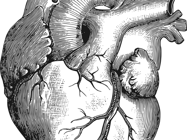 Anatomical Heart Pictures - Corazon Dibujo A Lapiz (640x480), Png Download