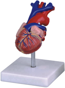 Plastic Human Heart Model - Heart (350x350), Png Download