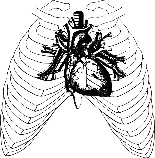 Free Photo Health Halloween Anatomy Heart Ribs Human - Auscultacion De Focos Cardiacos (629x640), Png Download