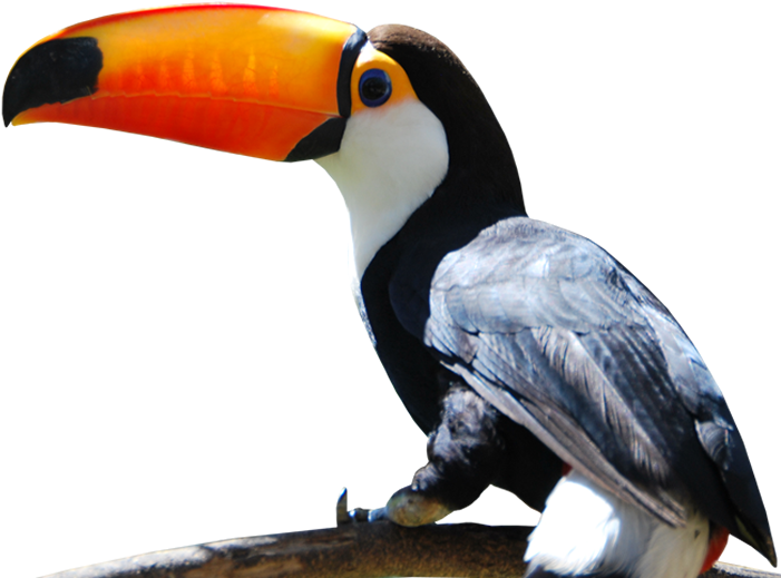 Toucan - Cataratas Iguazu Tucan Png (702x533), Png Download