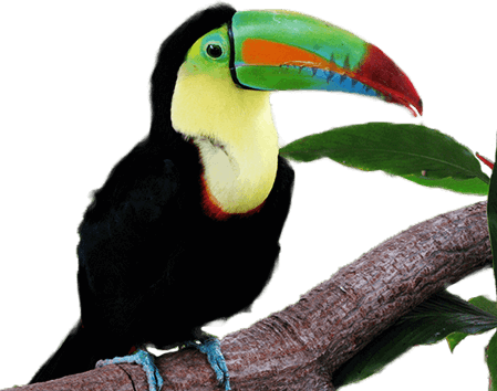 Keel-billed Toucan - Superior Product “of Keel-billed Toucan” Large Tote (449x354), Png Download