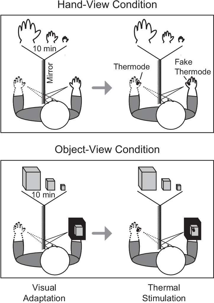 Participants Gazed Toward Their Left Hand - Diagram (743x1030), Png Download