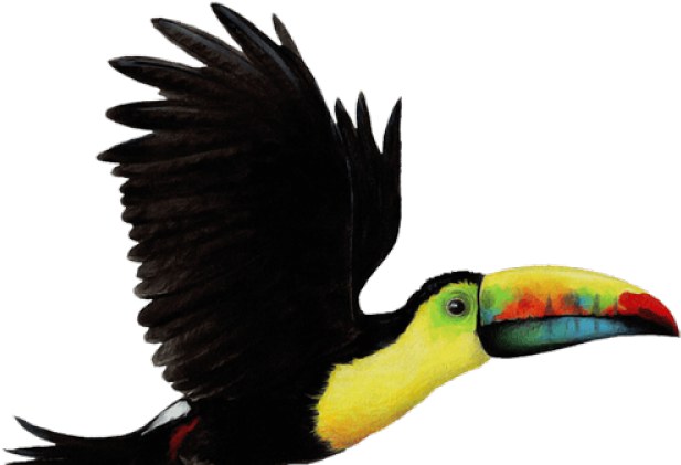 Toucan Clipart Flying - Toucan Bird Png (640x480), Png Download