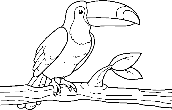 Dibujo De Un Tucán Para Colorear - Imagenes De Tucanes Para Dibujar (600x470), Png Download
