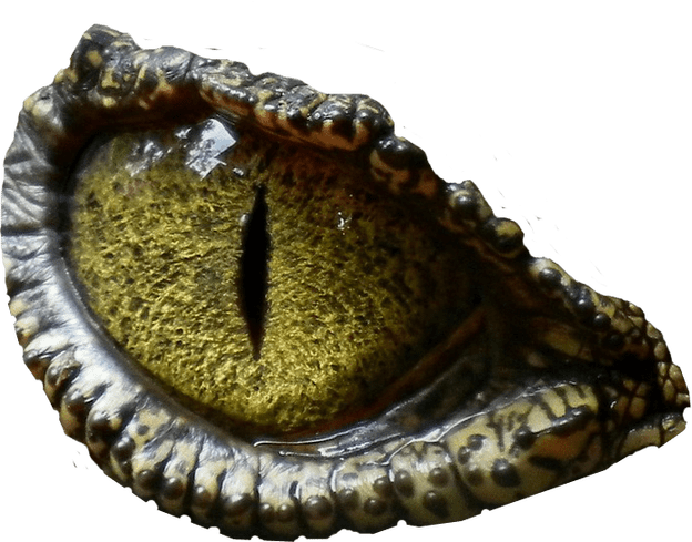 Banner Free Stock Background Prehistoric Animal Website - Eye Of Crocodile, For The Love Urnal For Your Thoughts, (624x489), Png Download