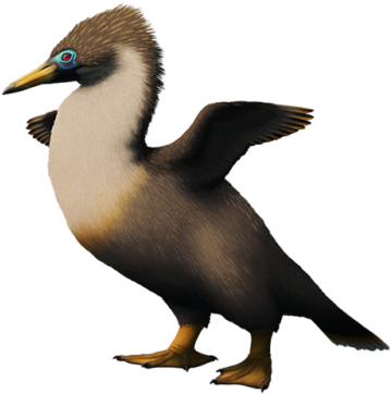 Copepteryx Hexeris, A Plotopterid Bird From The Late - Booby (500x375), Png Download