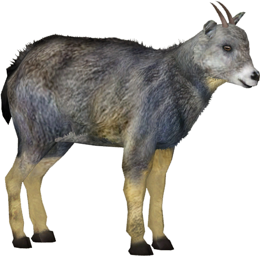 Chinese Goral - Goral Png (535x535), Png Download