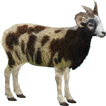 Jacobsheepm1 - Zt2 Goat (480x480), Png Download