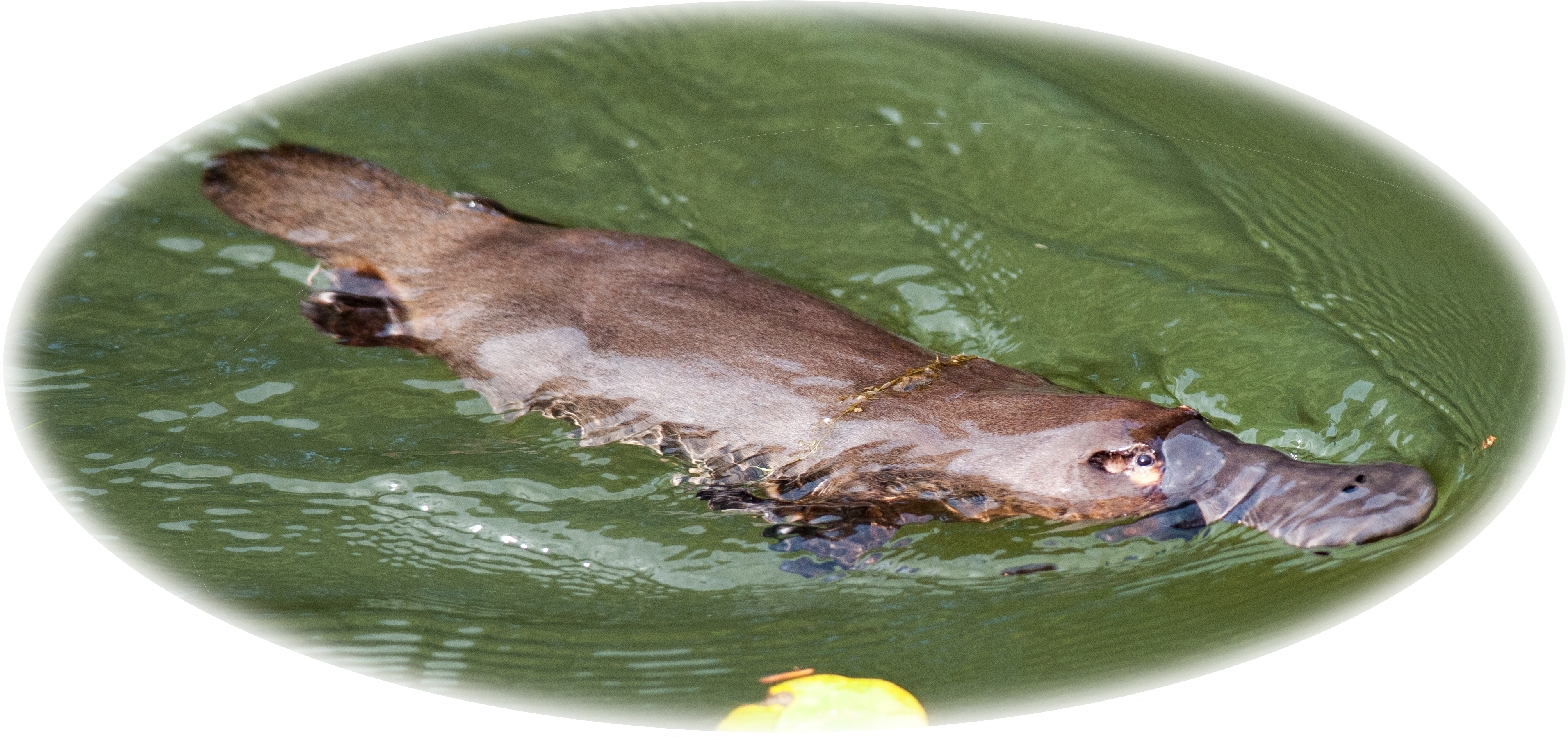 The Australian Platypus Park Is Home To A Large And (3955x1944), Png Download