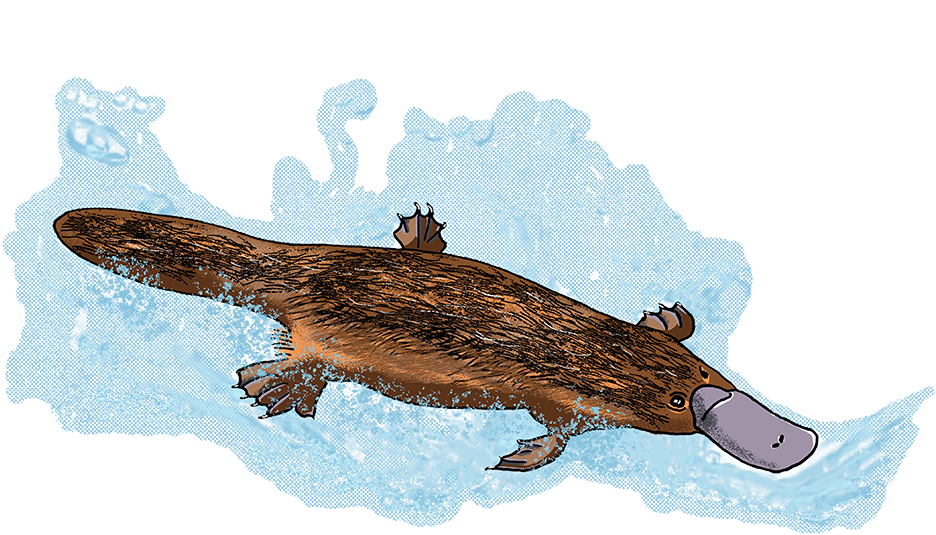 #eleeart Hashtag On Twitter - Alligator (1000x644), Png Download