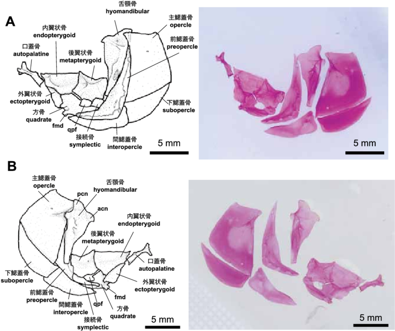The Opercular Bones And Suspensorium Of Zacco Platypus - Opercular Bones (850x694), Png Download