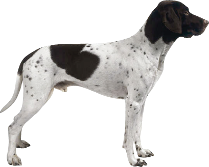 Pointer - French Pointer Black And White (409x328), Png Download