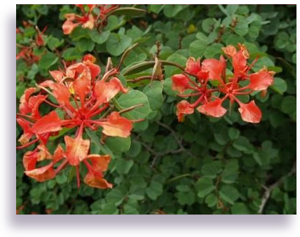 Bauhinia - Caesalpinia (428x338), Png Download
