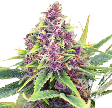 Blueberry Kush Feminized Cannabis Seeds - Blueberry Kush (360x450), Png Download