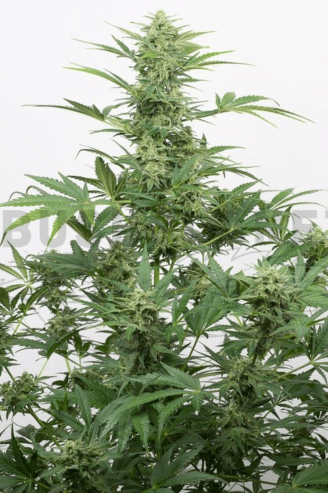 Dinafem / Auto 5 Pack / Industrial Plant Cbd - Auto Dinafem Industrial Plant Auto Cbd (480x720), Png Download
