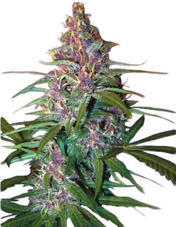 Critical Purple Auto-flowering Feminized Cannabis Seeds - Critical Purple Kush Strain (360x450), Png Download