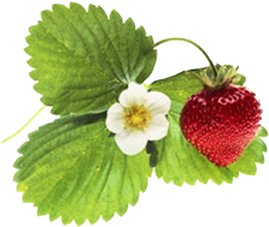 Tubes Fruits - Poster: Dlillc's Strawberry And Blossom, 41x41in. (388x343), Png Download