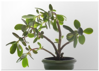 Crassula Plant Isolated On White - Dollar Tree Plant (400x400), Png Download