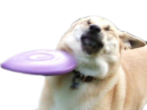 Dog Dog Dog Breed Dog Breed Group Dog Like Mammal Snout - Funny Frisbee (500x375), Png Download