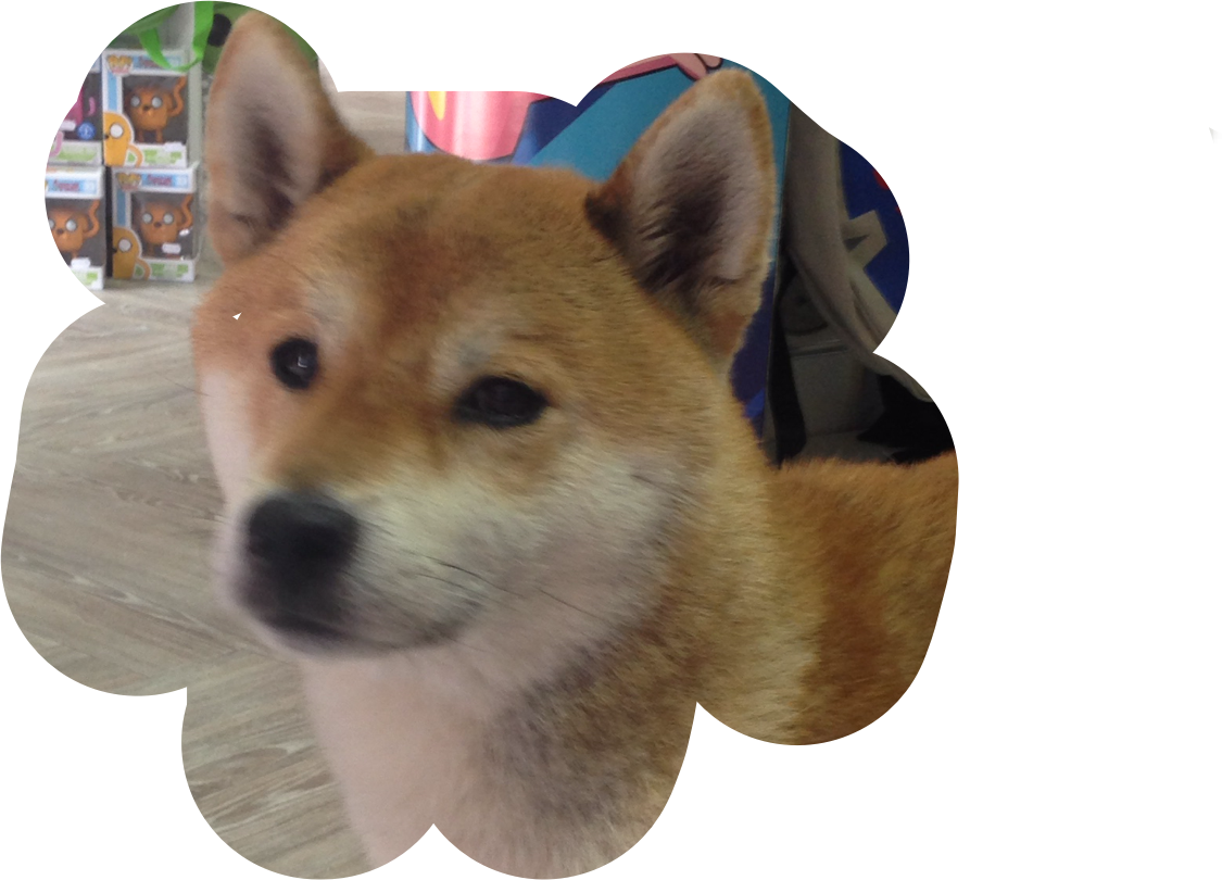Doge Sticker - Companion Dog (1125x810), Png Download