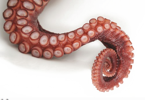 Octopus Tentacles Png File - Giant Pacific Octopus Tentacles (500x344), Png Download
