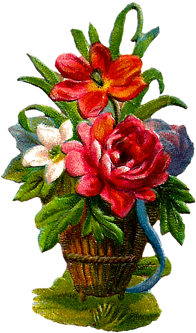 Pretty - Lily (779x1200), Png Download