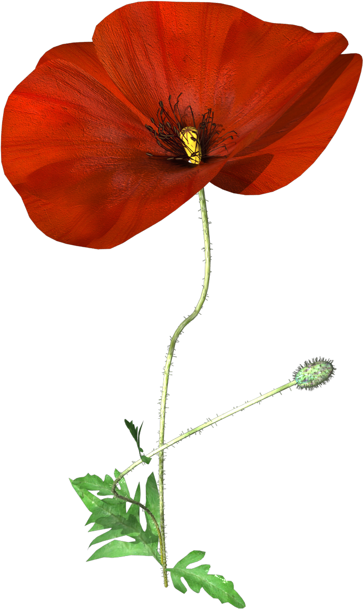 Hand Painted A Poppy Flower Png Transparent - Portable Network Graphics (1000x1600), Png Download