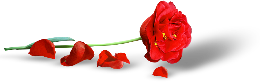 Red Poppy Flower Png (895x311), Png Download