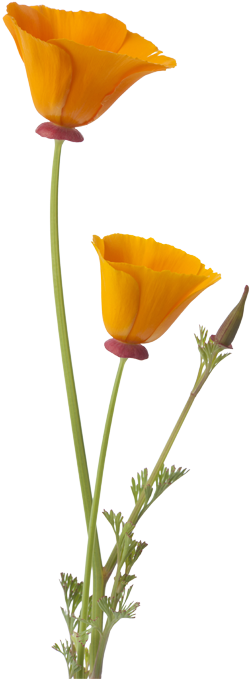 California Poppy Png - California Poppy Flower Png (500x750), Png Download
