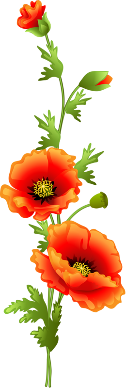 Фотки Watercolor Flowers, Watercolor Art, Decoupage, - Poppy Vine Clip Art (260x800), Png Download