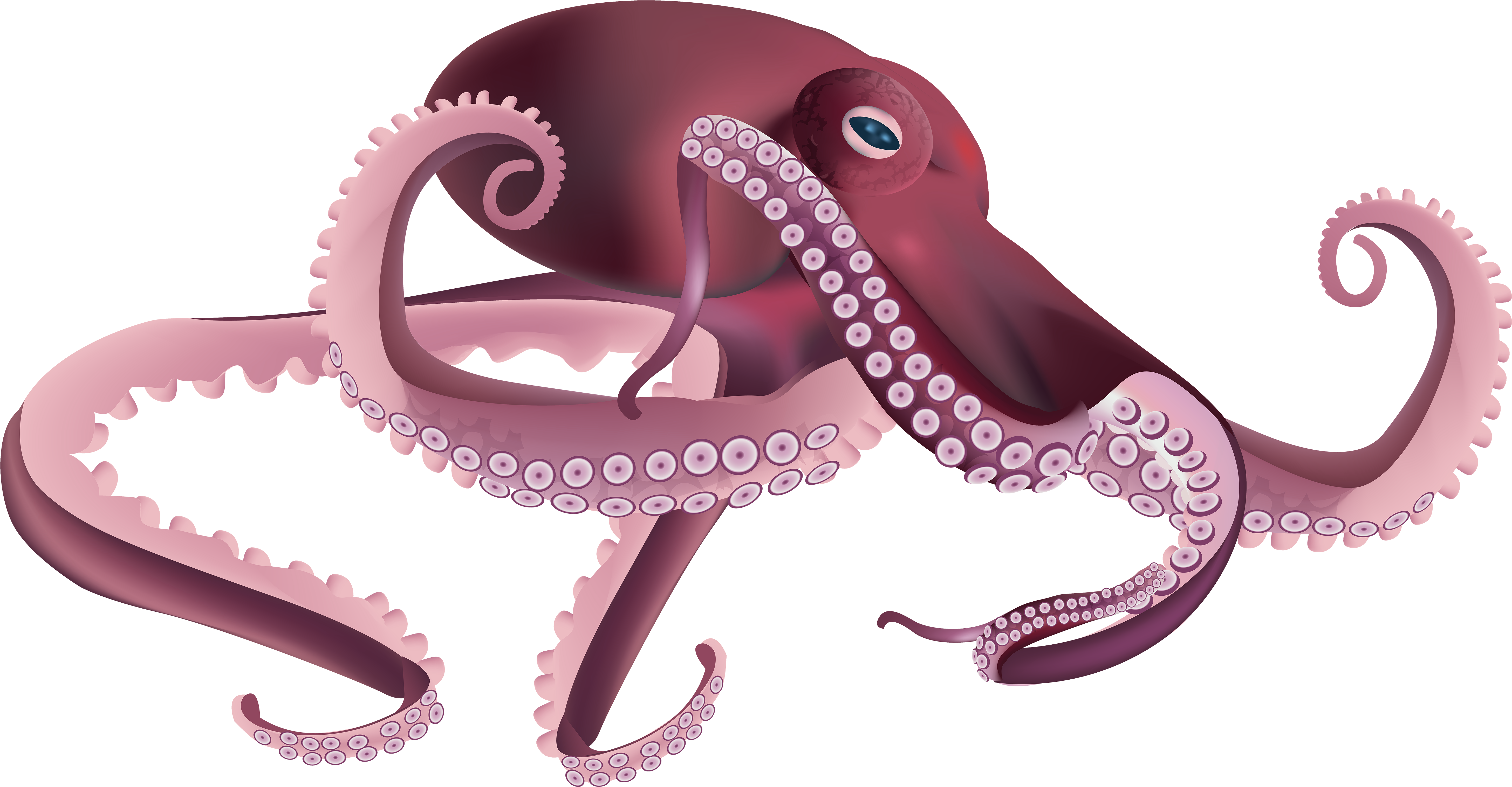 Octopus Png (6000x3121), Png Download