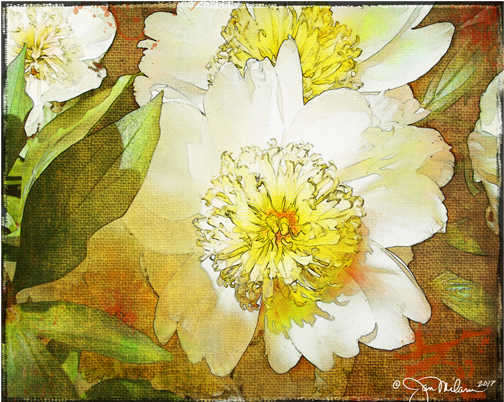 White Peony Canvas - Crenate Orchid Cactus (600x600), Png Download