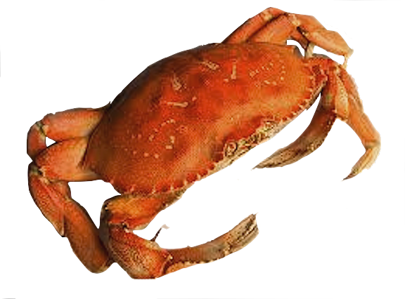 Crab Png - Crab Png Transparent Background (576x426), Png Download