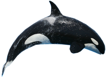 Whale Png (445x355), Png Download