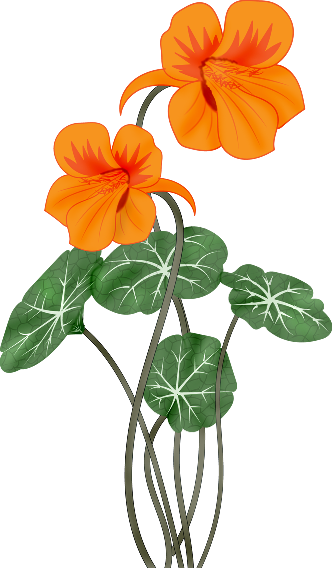 Flowers Vectors Png - Настурция Клипарт (665x1137), Png Download